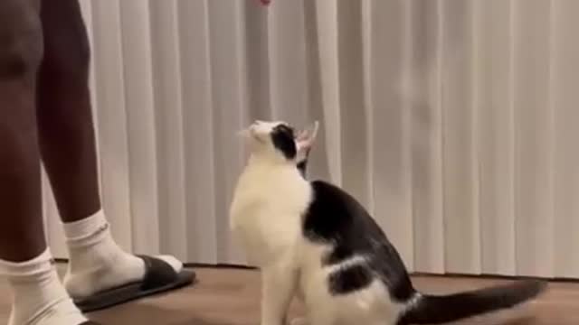 Intelligent Cat Knows All Tricks || PETASTIC 🐾