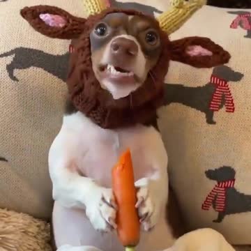 A dog wearing a deer head..that's cute 🐕🤣