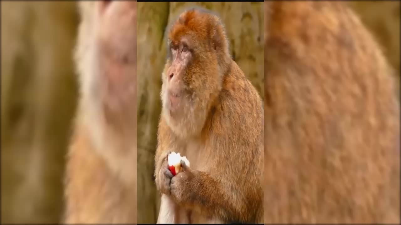 monkey eating an apple very funny - animals funny video #short