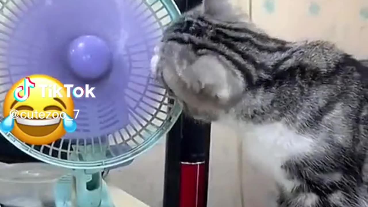 Funny animal videos