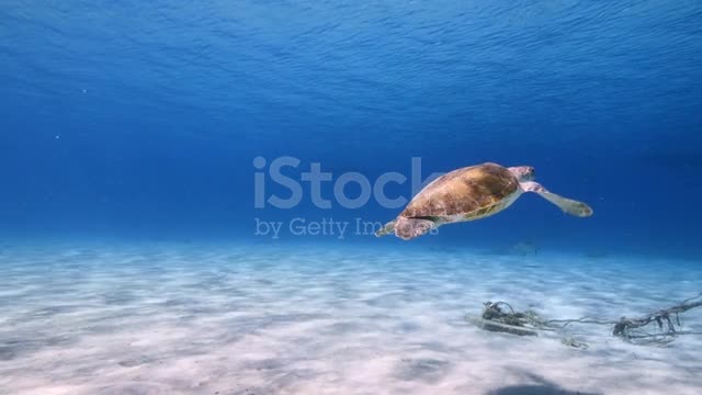 marine creatures in natural habitat around Curaçao /Dutch Antilles