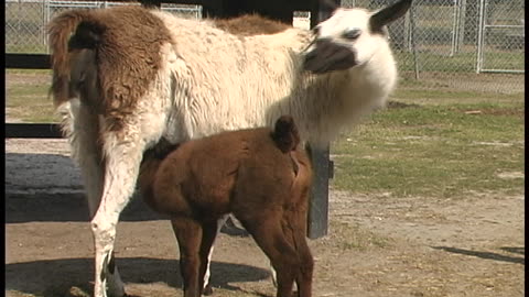 Critter Haven Animal Sanctuary