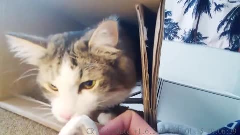 That's one small step for a cat, one giant leap for catkind