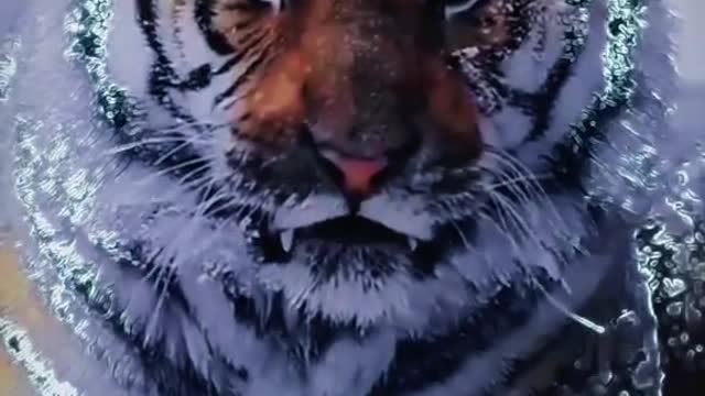 Weapon with the year of the tiger