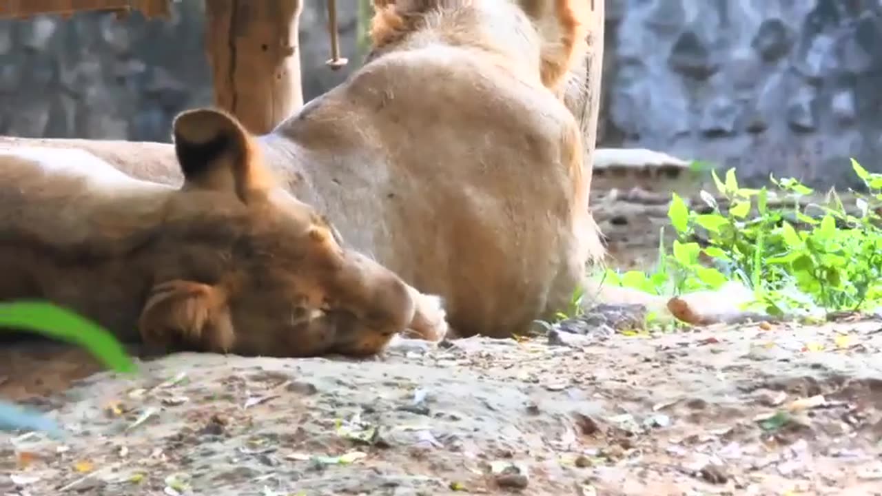 Lions at the Zoo