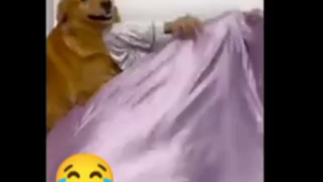 #Smartdog#funny videos