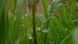 very beautiful dew on the grass