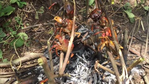 Finding and cooking crabs in the forest for food