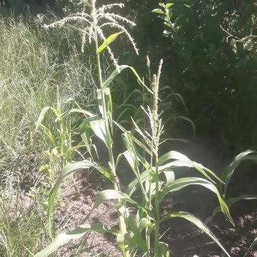 Corn is growing