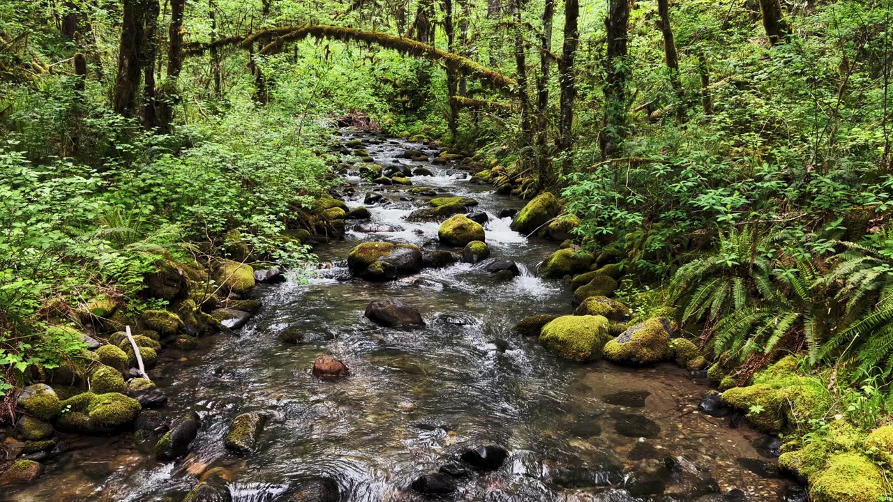 SOOTHING PEACEFUL SILENCE @ Trout Creek in the Menagerie Wilderness! | Central Oregon | 4K