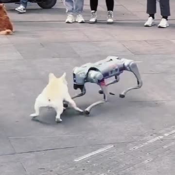 Robot vs dogs interesting fight