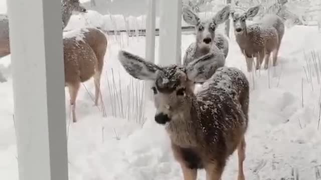 The deer