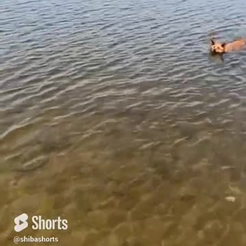 What is the creature in the water_ 💦