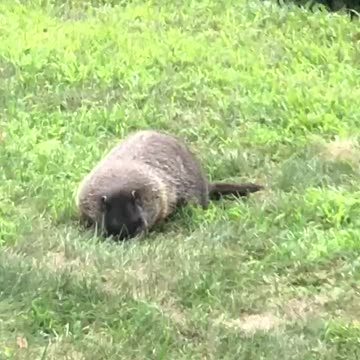 Cute little Gopher in NH