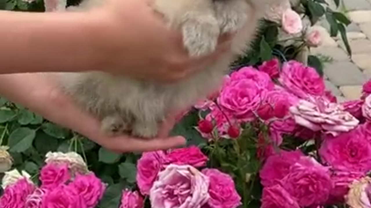 🥰🥰🥰 Dog Likes Flowers #shorts #shortVideos #ytshorts #youtubeshorts #shortsfeed #viralshorts