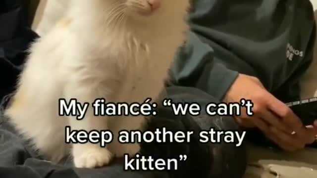 Cat Funny Videos...(the cat is better than fiance )