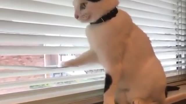 White cat playing by the window