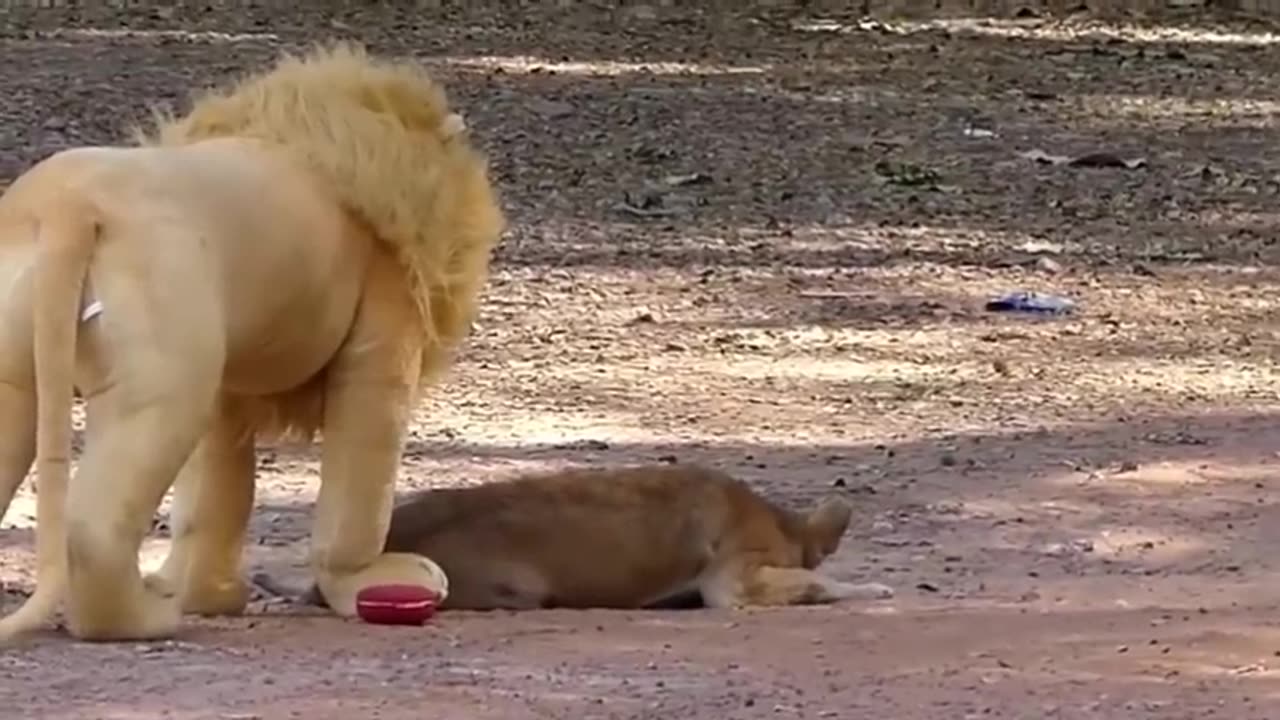 Shark Prank Dog Funny fake Lion and Fake Tiger Prank