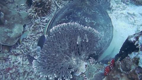World under water 
