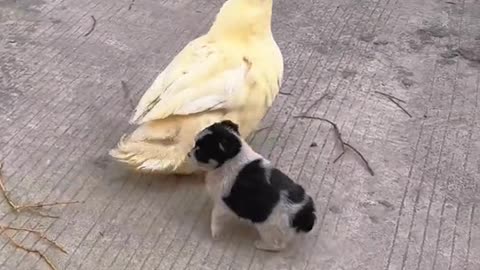 puppy and duck crash