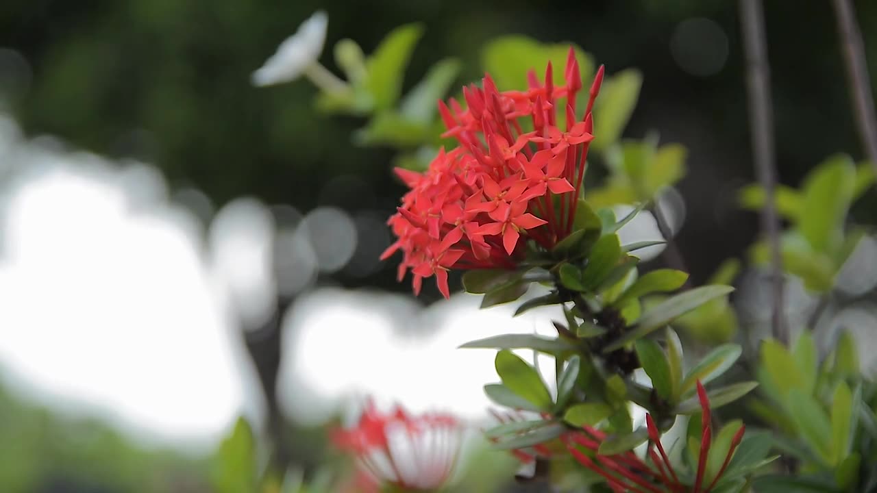 Red flower