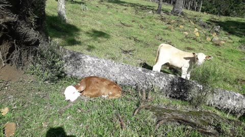 Vaca brava