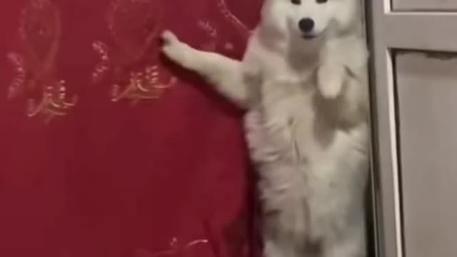 dog funny video