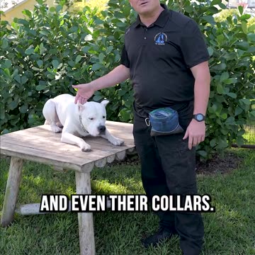 Did You Know This About White Pigmented Dogs?