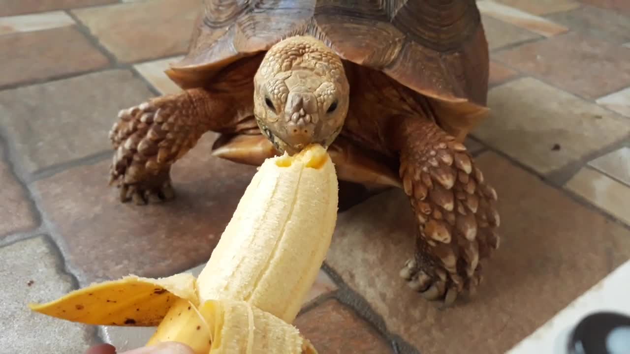 Sulcata Tortoise Eating Banana (Sulaiman) - Hand Feeding-9