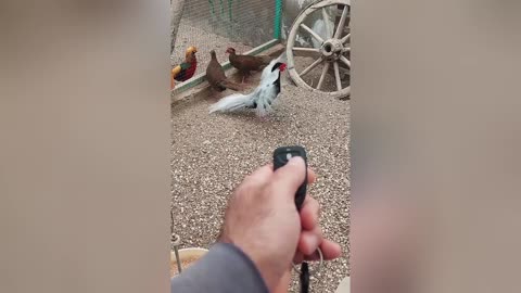 Happiness is interlinked, I hope you see the video to bring you happiness.