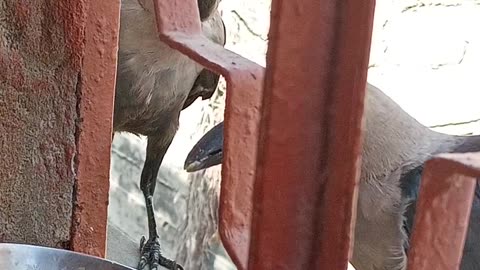 Cute Crow Love
