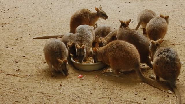 kangaroo beibis