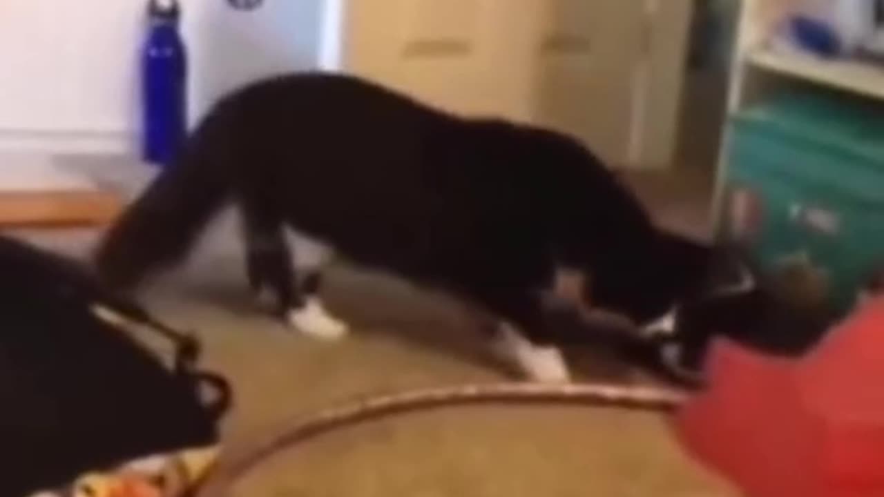 Funny video