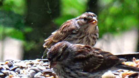 Chirping Sparrows