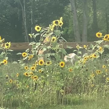 GOAT Destiny Eating Trying to Eat Sunflowers 09.2022