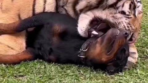 Animal love