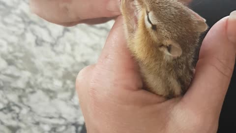 Feeding Baby Chippy with Eyedropper