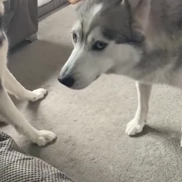 Husky throwing a temper tantrum