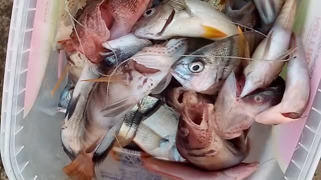 Les plus belles zones de pêche