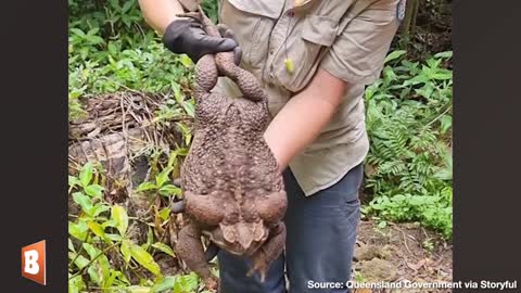 "TOADZILLA" the 6-lb Monster Cane Toad Found in Australia