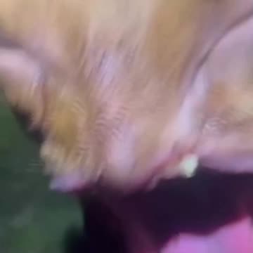 Therapy... We need LOTS and LOTS of therapy.😂😂😂 #shorts #funny #memes