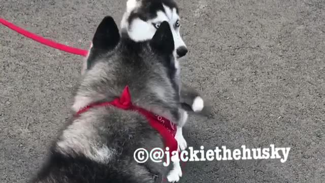 Siberian Husky