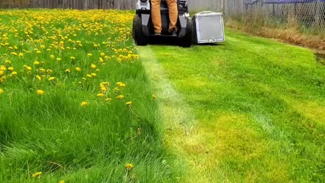 Overgrown lawn cut in 3 minutes