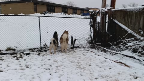 (Malamutes) Part 2: Avalanche says I love you n Luna wants to play.