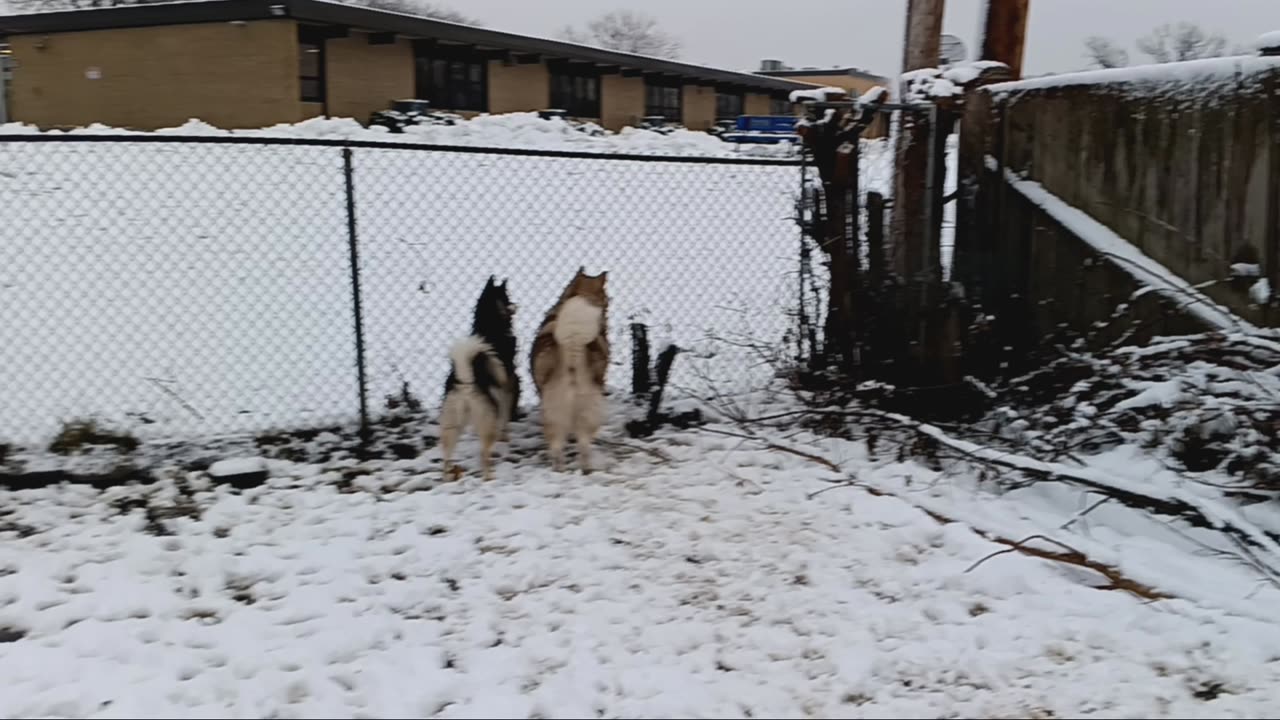 (Malamutes) Part 2: Avalanche says I love you n Luna wants to play.