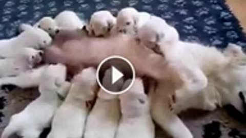 ❤🐶 😂 🐷❤ Cute Puppies feeding on their mother's milk ❤🐶 😂 🐷❤