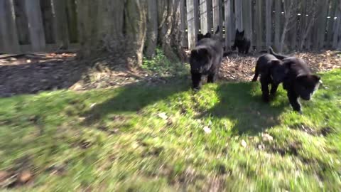 8 week old opera singing Shepherd puppies