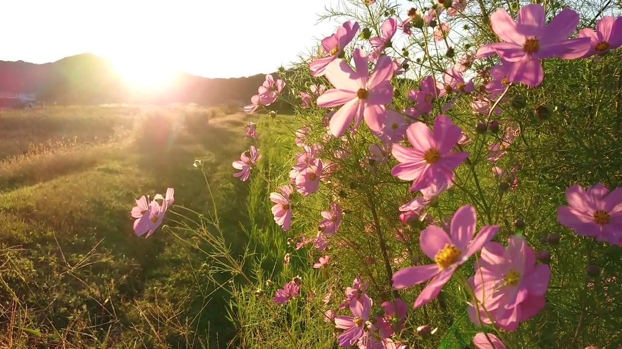 Beautiful Flower with relaxation Music