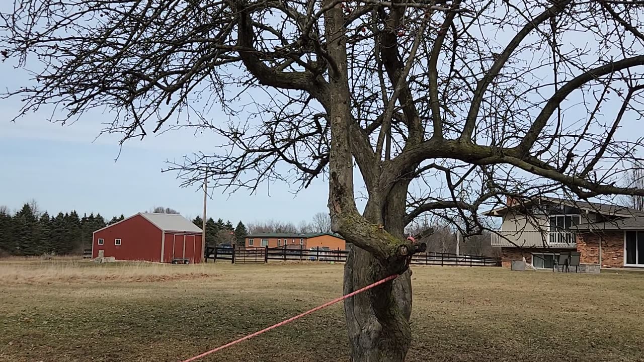 Hawk gets Cedar Waxwing part I