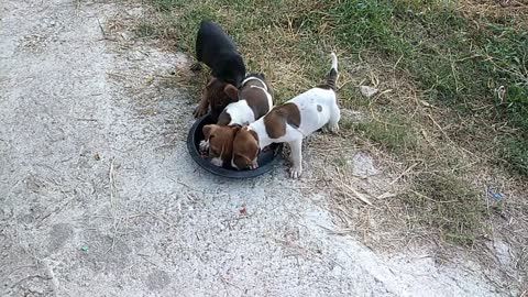 Hungry puppies gobble up food!